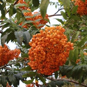 Meet your Posher, Bryn